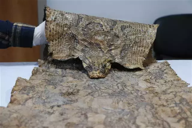 Medieval Egyptian-Origin Embroidered Python Skin Seized in Şanlıurfa