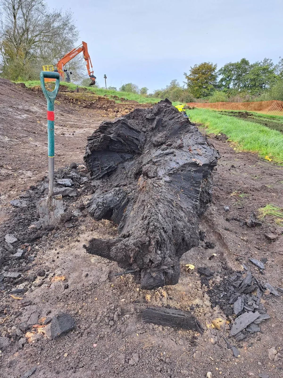 5,000-Year-Old Oak Tree Unearthed in UK Bog — Older Than Stonehenge