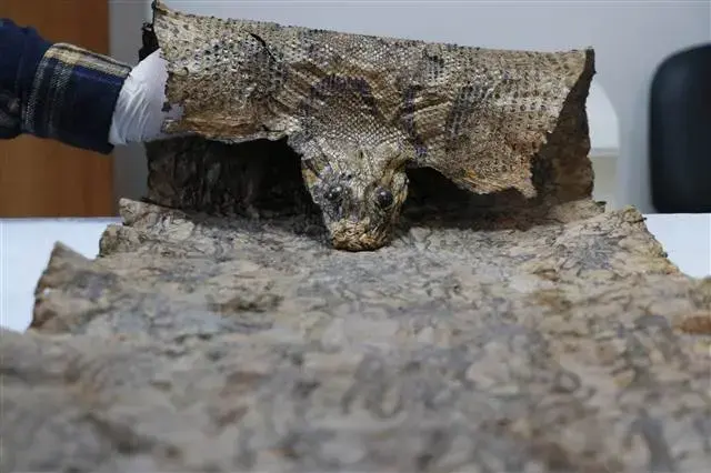 Medieval Egyptian-Origin Embroidered Python Skin Seized in Şanlıurfa