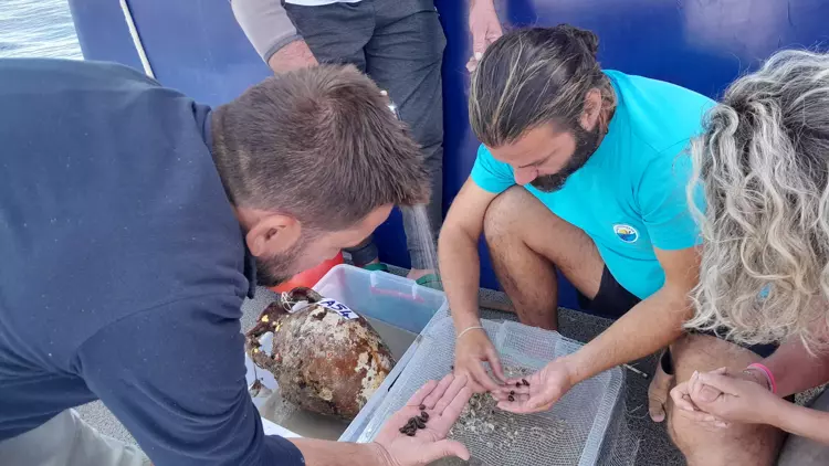 1100-Year-Old Olive Seeds Discovered in Turkey's Mediterranean Waters