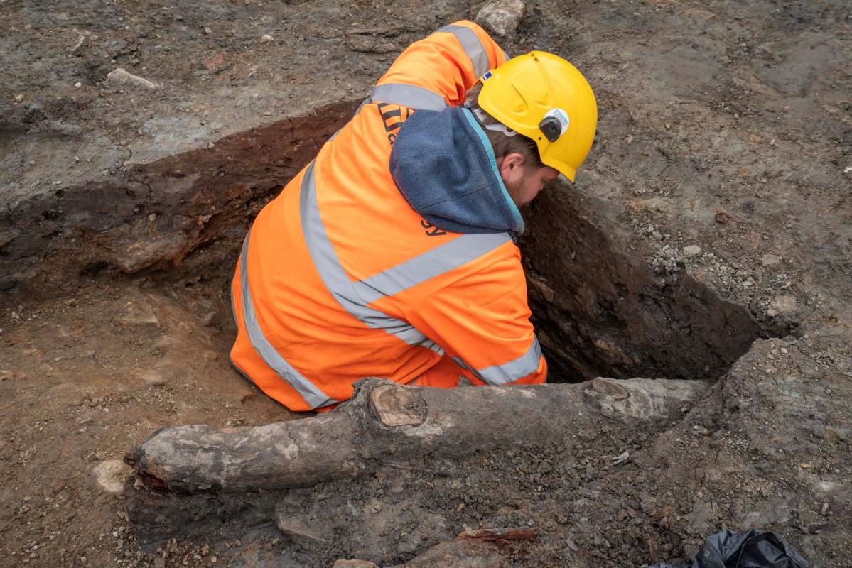 Unique 17th Century Civil War "Abatis" Defense Stakes Discovered in Sheffield Castle Excavations