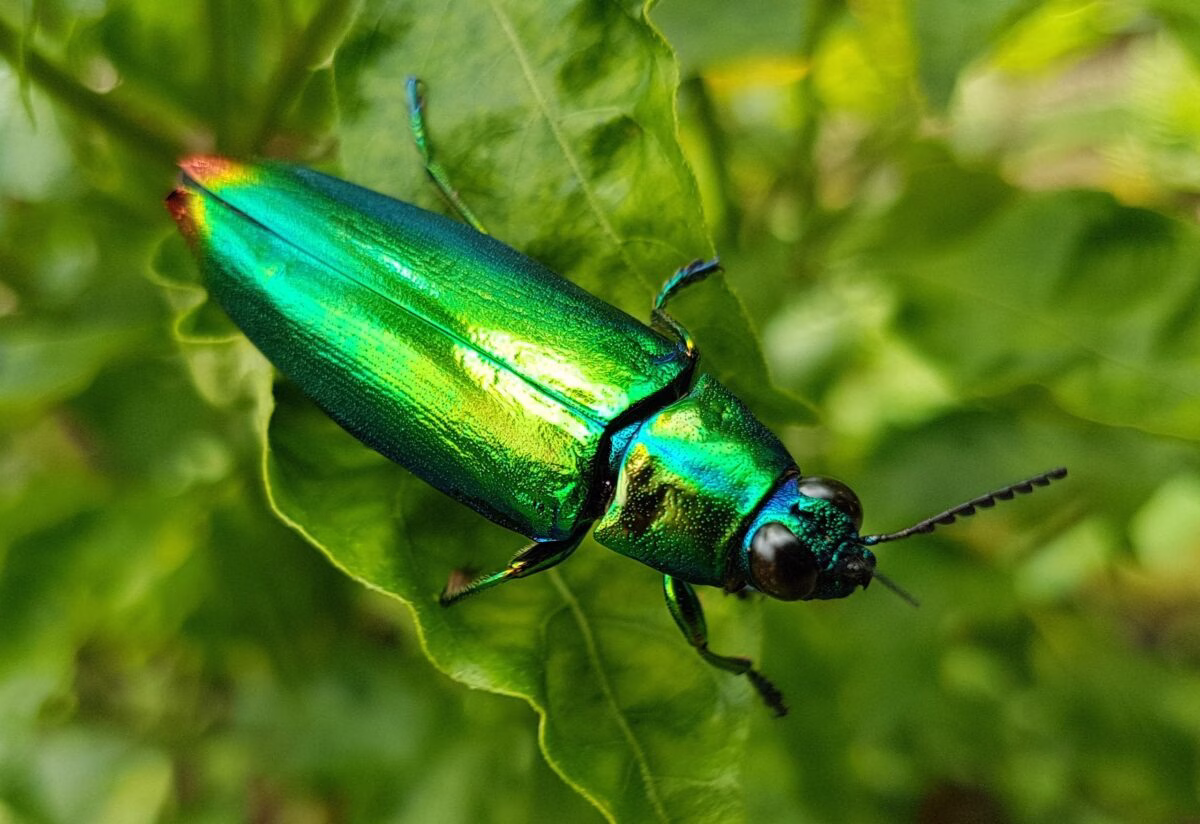 Ancient Silla Crown Discovered in South Korea: Jewel Beetle Wings Reveal Royal Splendor