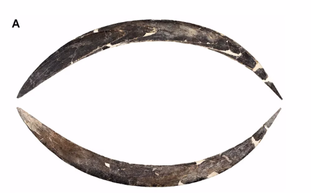 40,000-Year-Old Mammoth Tusk Hunting Tool