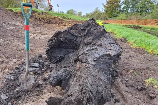 5,000-Year-Old Oak Tree Unearthed in UK Bog — Older Than Stonehenge