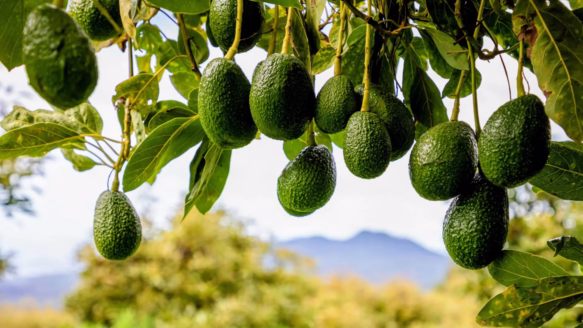 Avocado