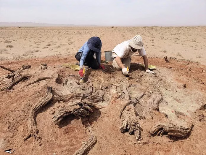 Mystery of the Gobi Wall Unveiled: Rediscovering a Forgotten Frontier of Central Asia
