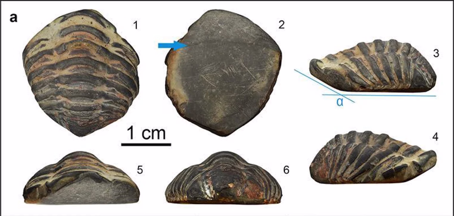 Ancient Romans Wore Fossils? 2,000-Year-Old Trilobite Amulet Discovered in Spain