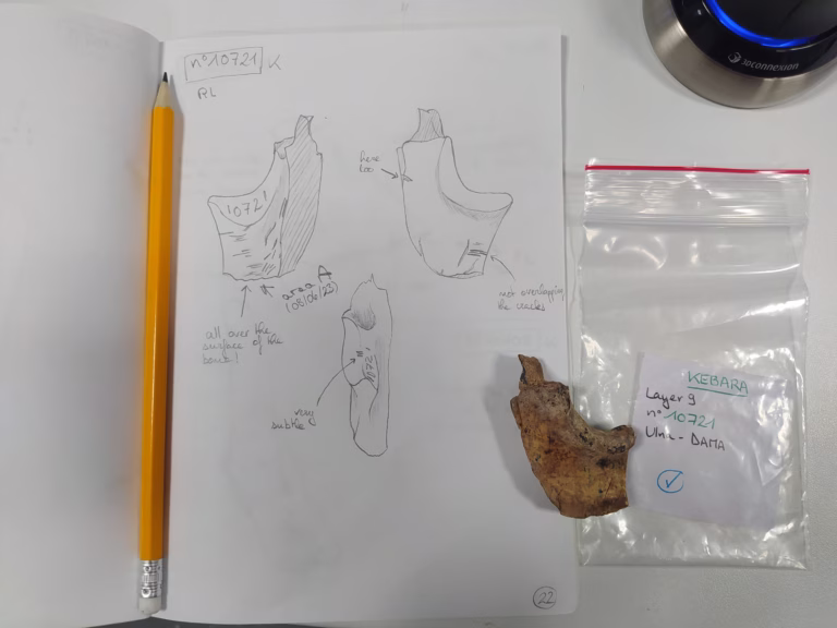 Neanderthals Had Local Food Traditions, Study Reveals Through Butchery Differences