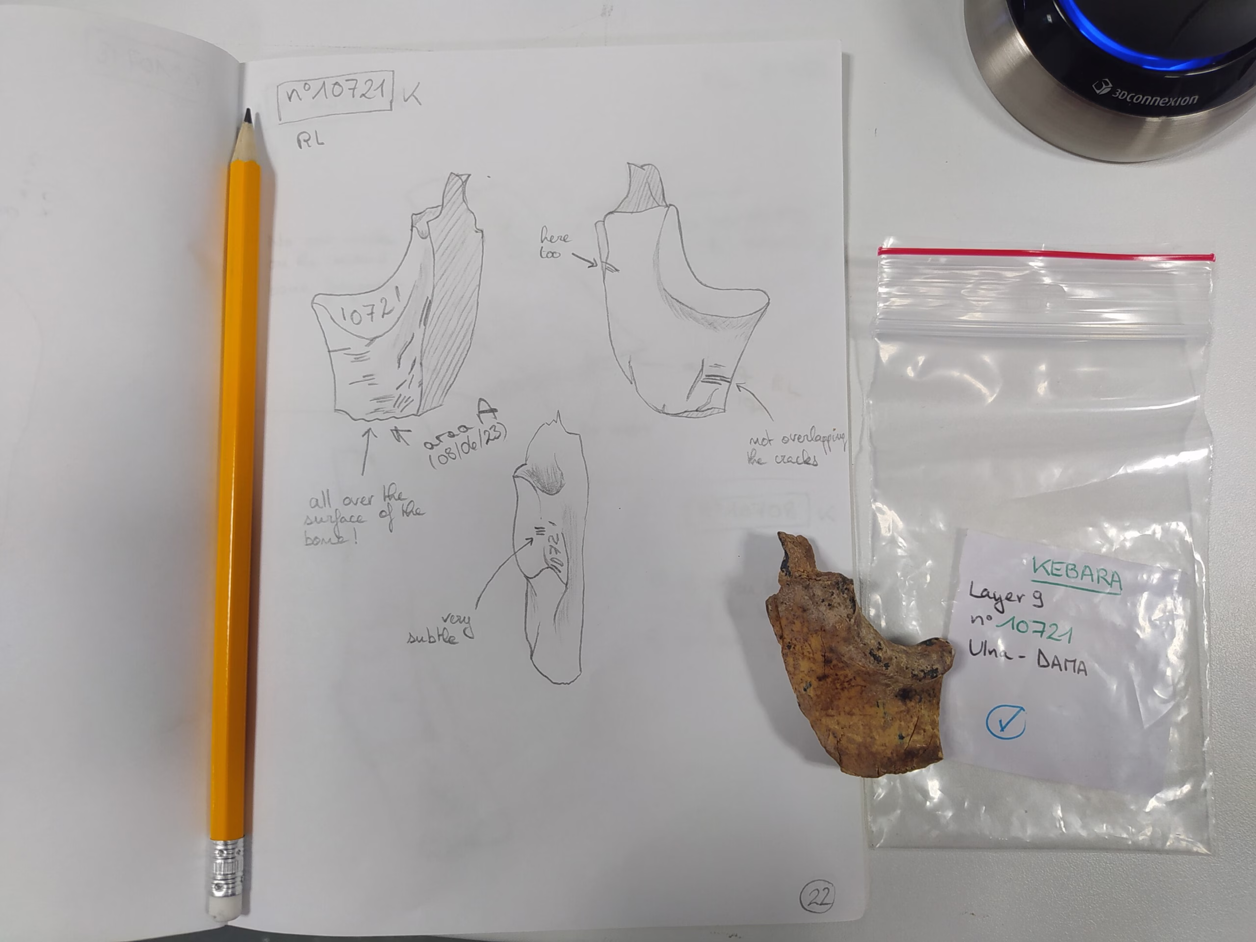 Neanderthals Had Local Food Traditions, Study Reveals Through Butchery Differences