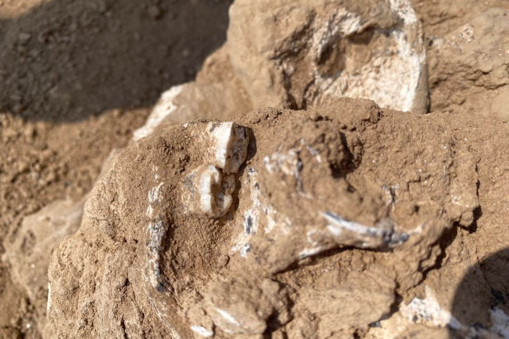 1.8-Million-Year-Old Human Jawbone Unearthed in Georgia