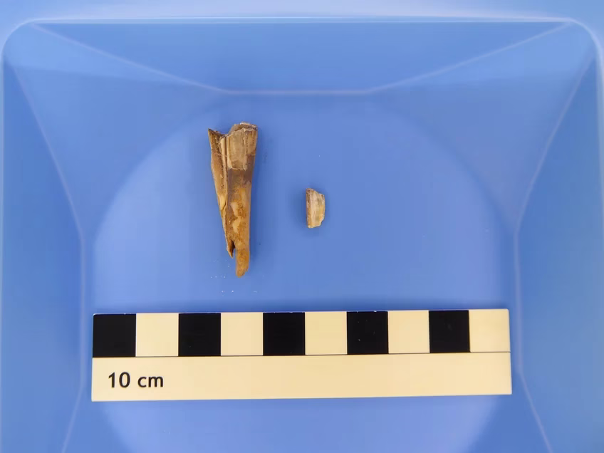 4,000-Year-Old Sheep Tooth Reveals Prehistoric Plague Link Between Humans and Livestock