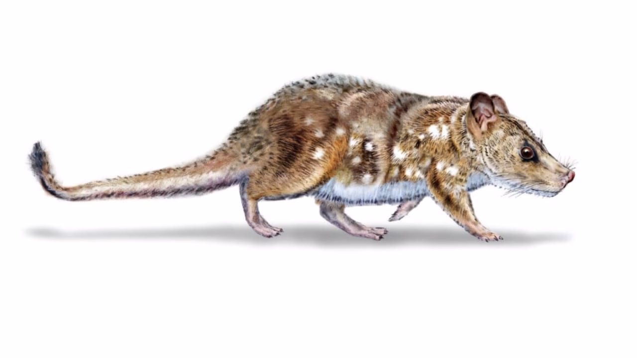 One-Ounce Wonder: Tiny Dinosaur-Era Mammal Unearthed in Patagonia
