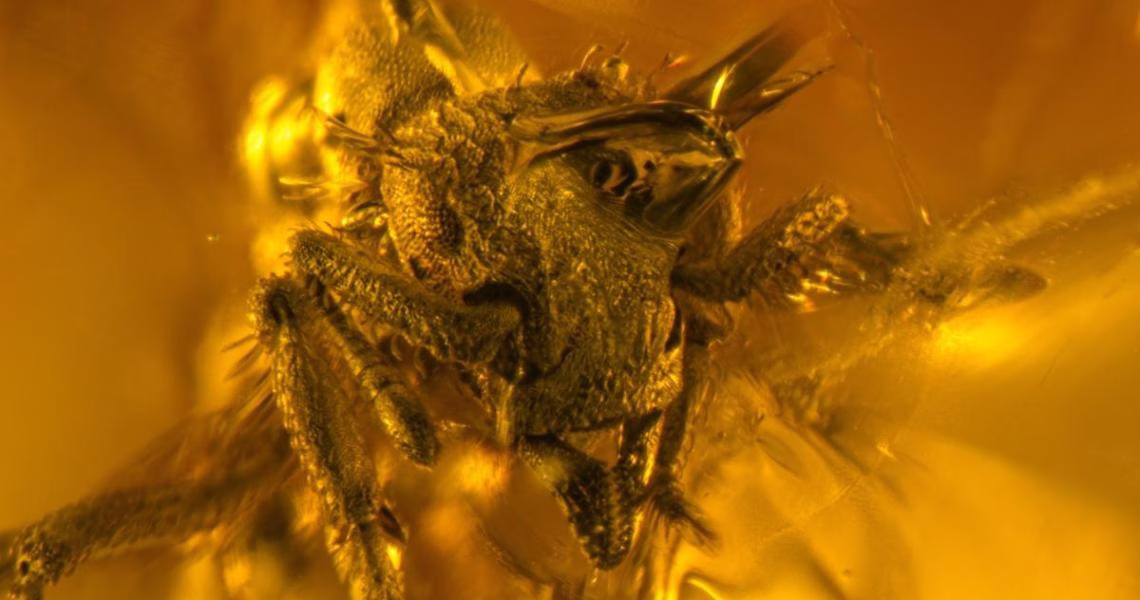 Photomicrograph of Basiceros enana, a newly discovered extinct dirt ant species preserved in Dominican amber, formed from tree resin that fossilized millions of years ago. Credit: Gianpiero Fiorentino (NJIT)