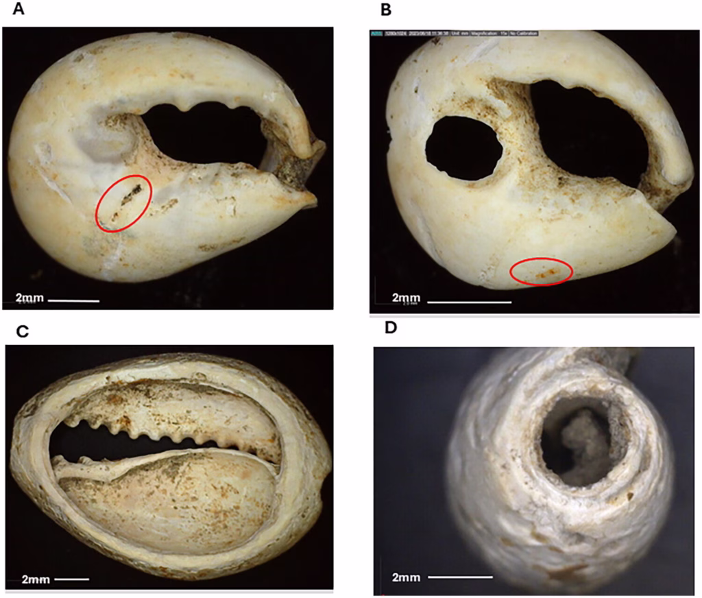 3,200-Year-Old Evidence of Long-Distance Trade Found in Papua New Guinea