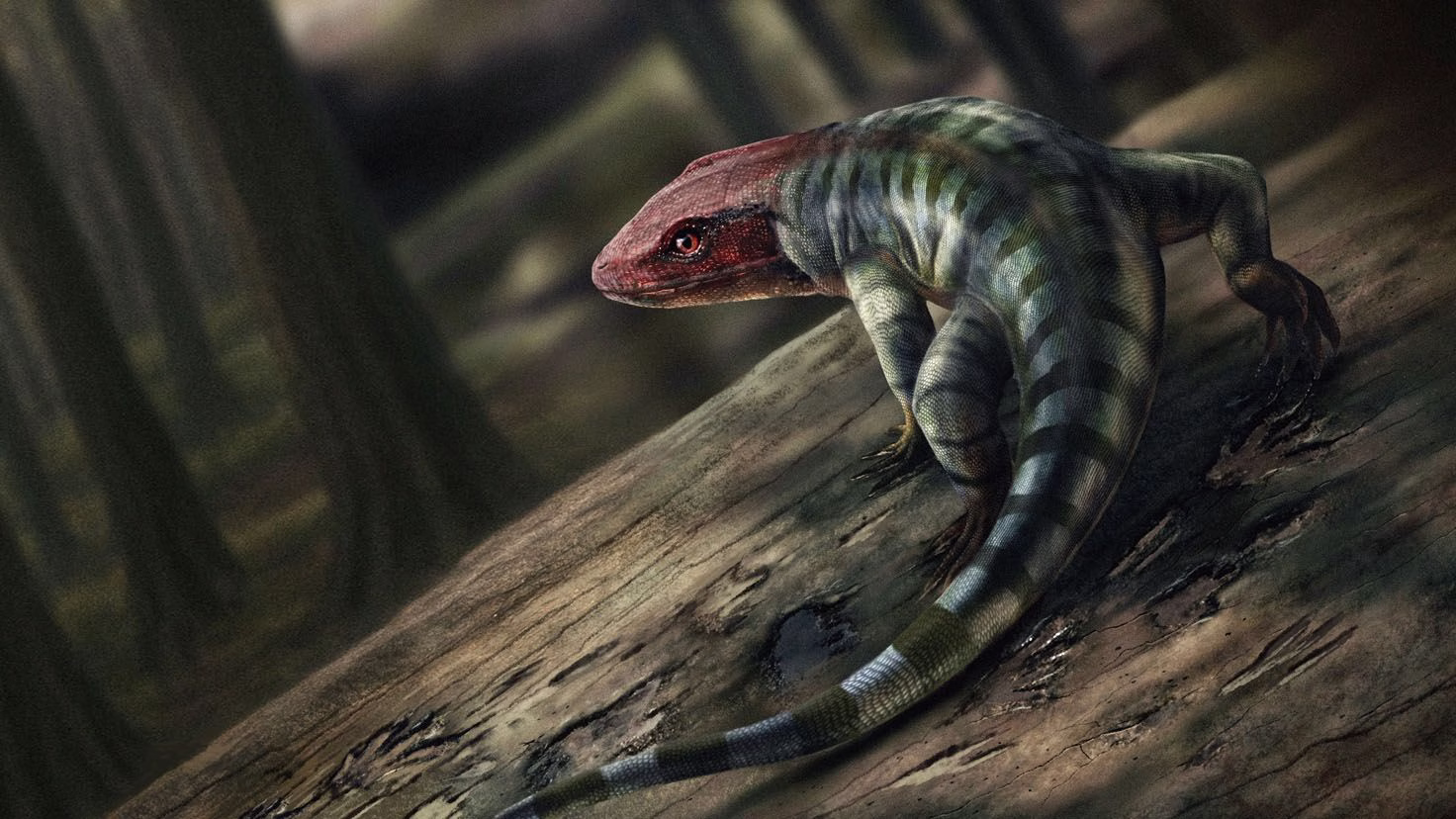The footprints found on the slab belonged to an early reptile. The image above shows an artist’s interpretation of what it may have looked like. Illustration: Marcin Ambrozik.