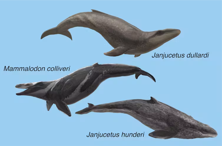 ‘Small but Deadly’ Whale Species That Hunted in Australian Seas 26 Million Years Ago Unearthed