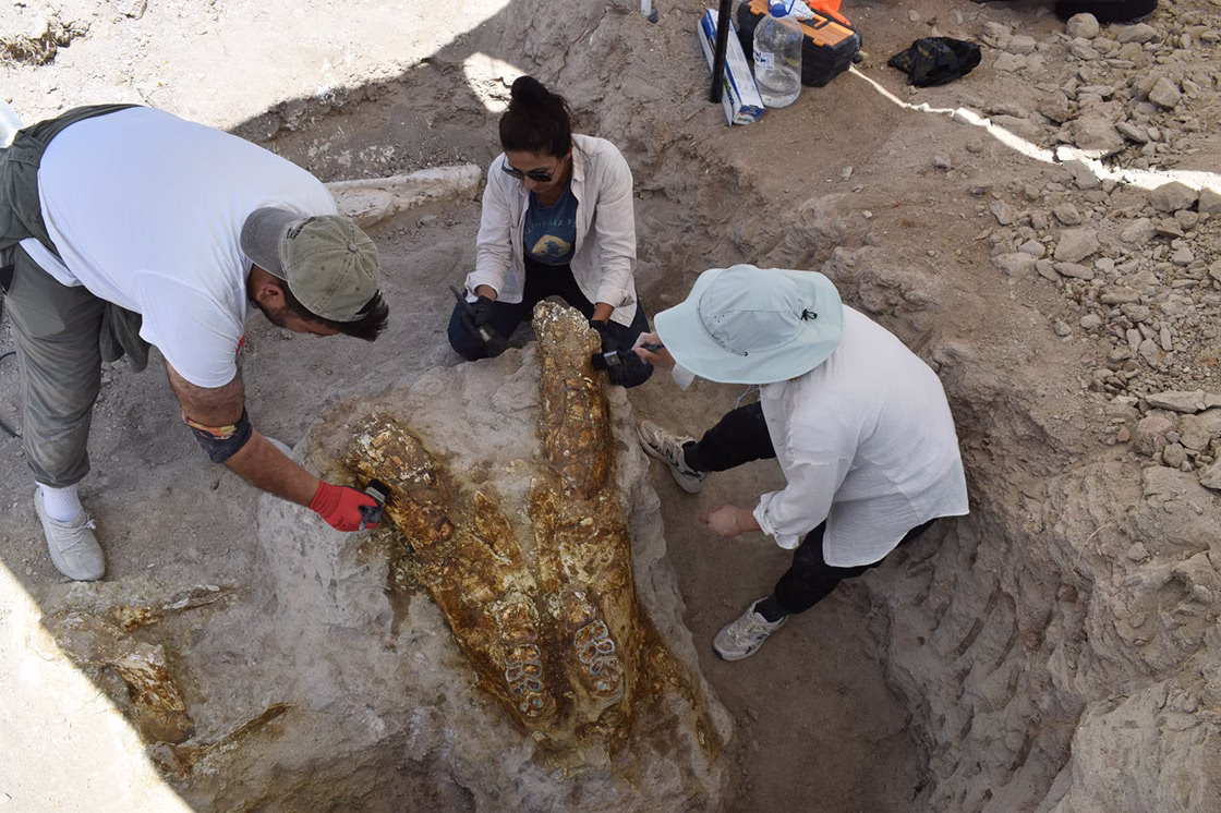 3 Elephant Skulls Dating Back 7.7 Million Years Unearthed Near Yamula Dam in Kayseri