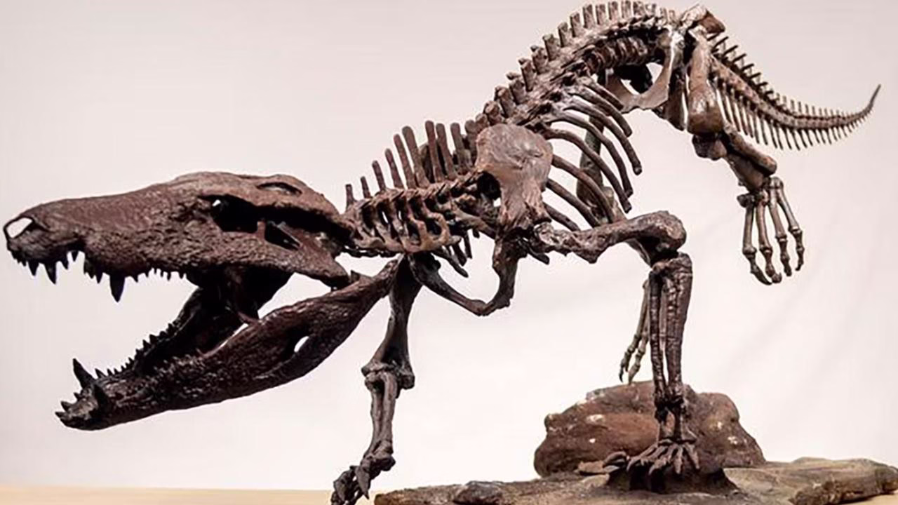70-Million-Year-Old Crocodile Relative That Hunted Dinosaurs Discovered in Patagonia: Kostensuchus atrox