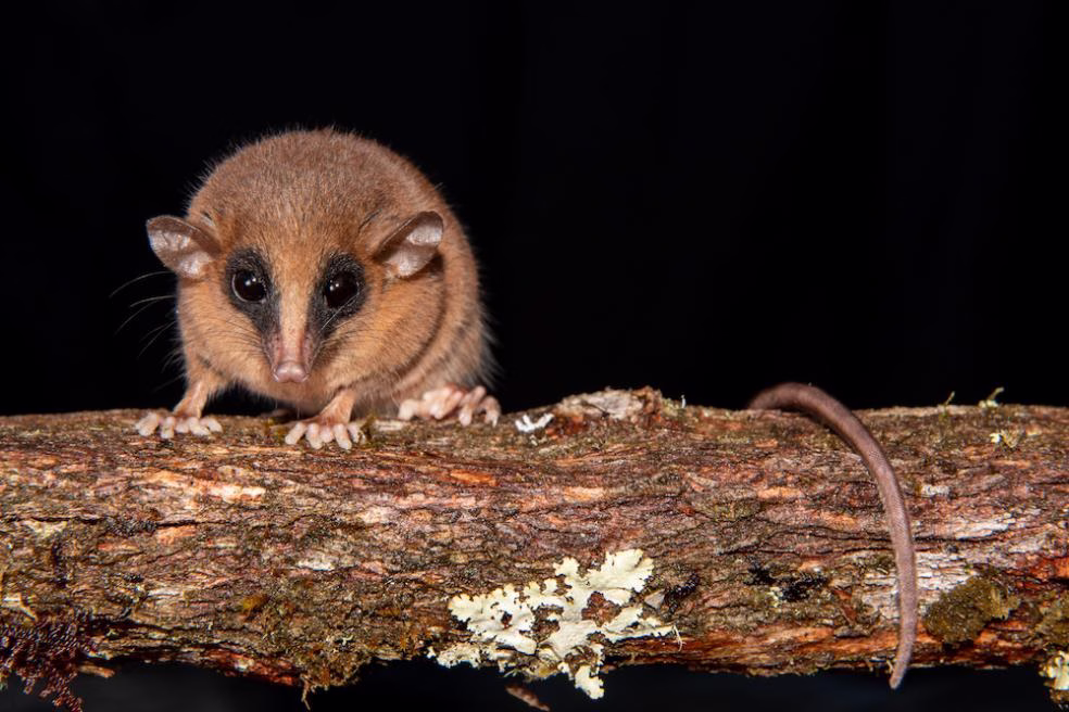 New Opossum Species Identified in Peruvian Andes: Marmosa chachapoya Honors Ancient Culture