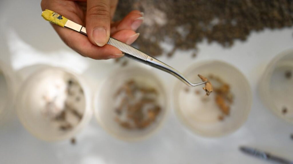 Archaeologists Unearth 13,000-Year-Old Bone Tools and Beads in Direkli Cave, Turkey