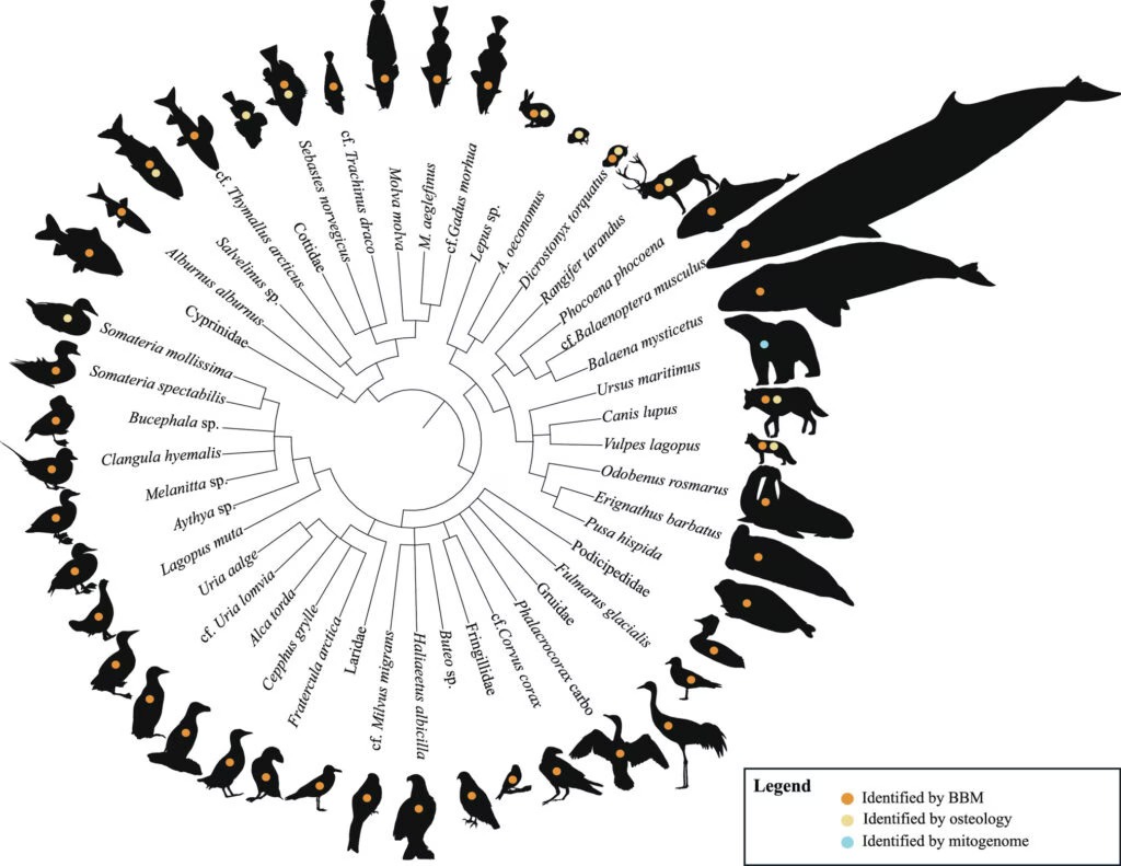 75,000-Year-Old Norwegian Cave Reveals 46 Types of Ice Age Animals and Lost Genetic Lineages