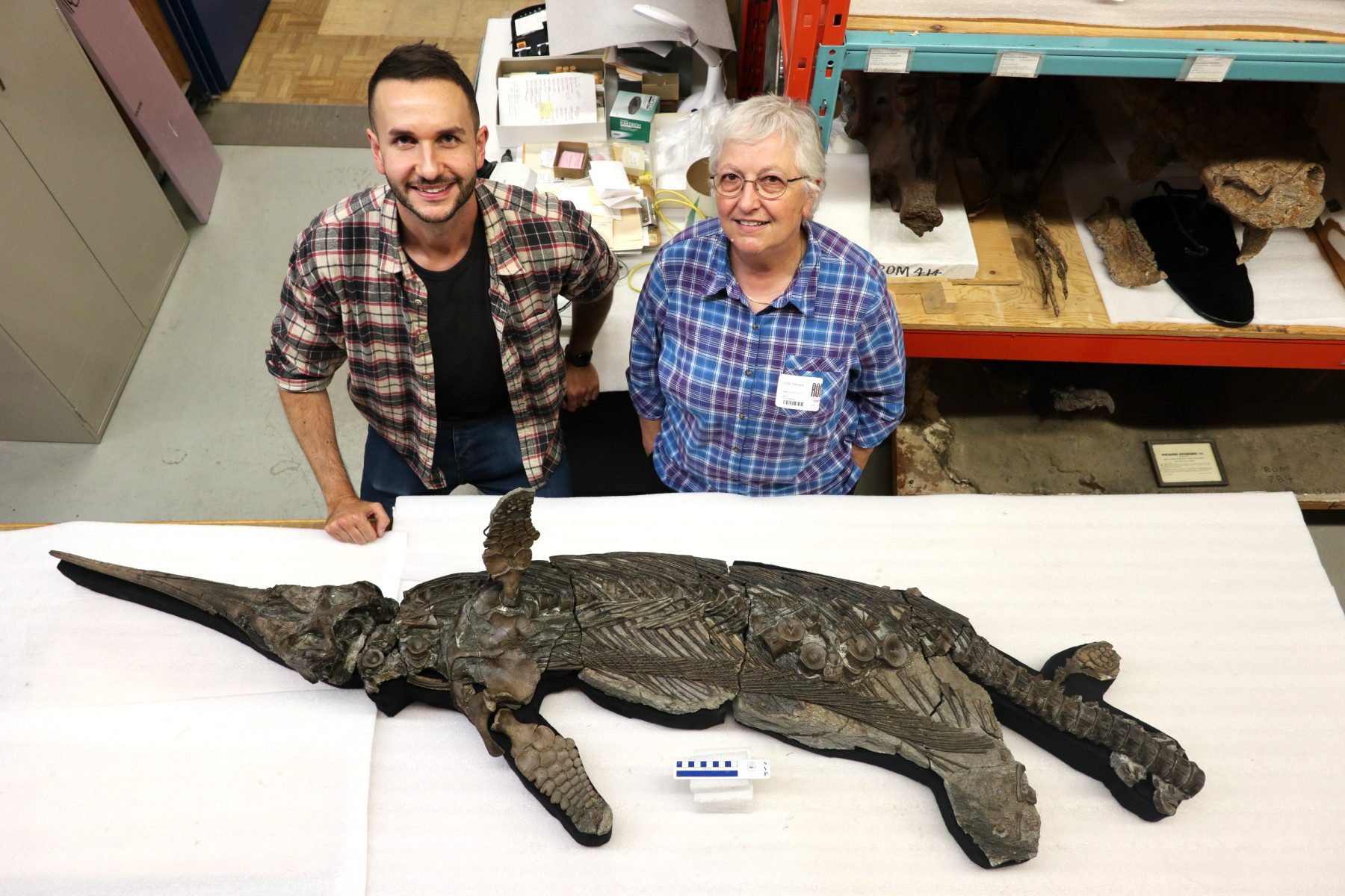 “Sword Dragon” Unearthed on England’s Jurassic Coast — New Ichthyosaur Species Rewrites 190 Million Years of Ocean History