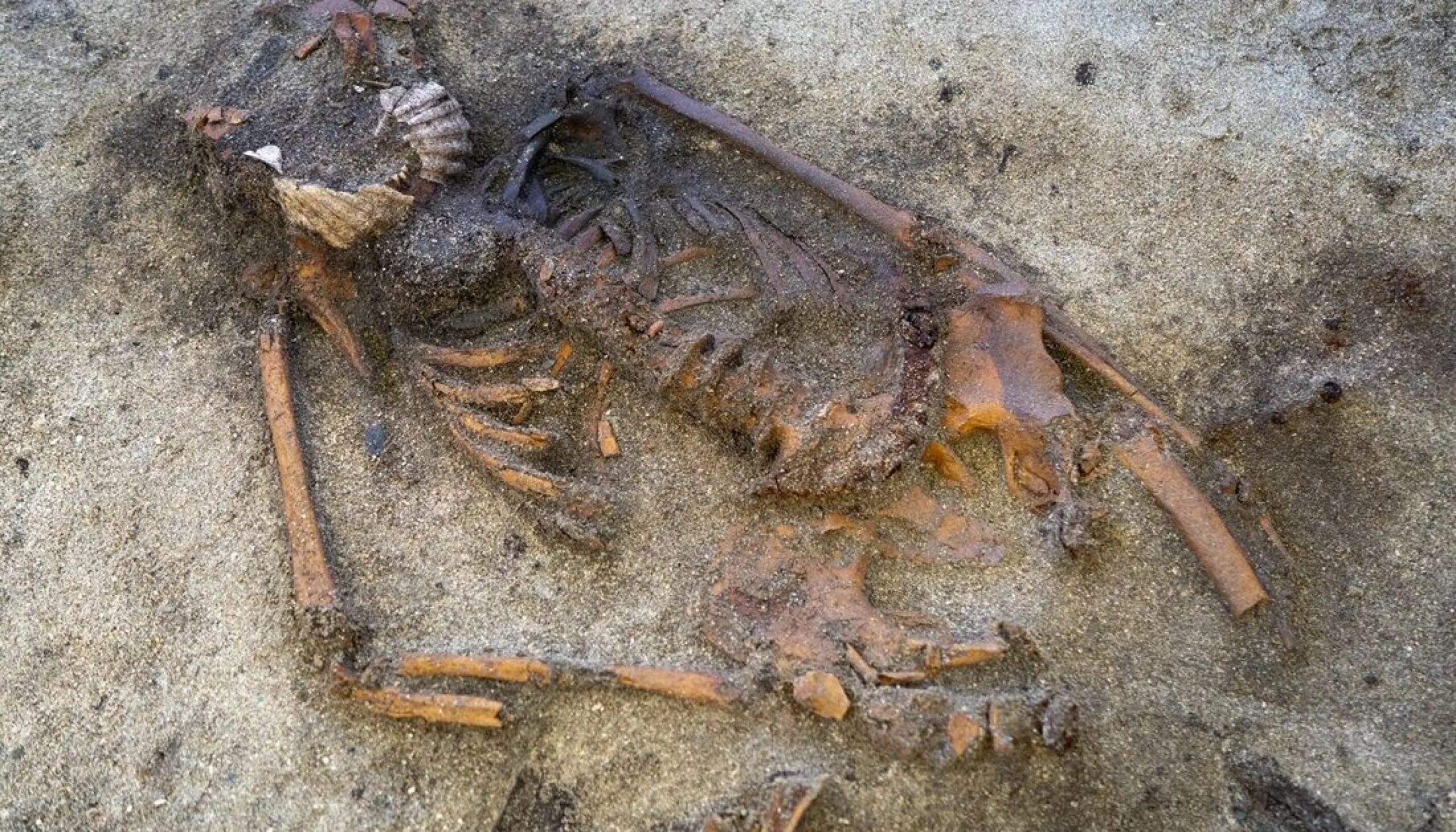 A 9th-Century Woman Buried with Scallop Shells at Her Mouth Baffles Archaeologists in Norway