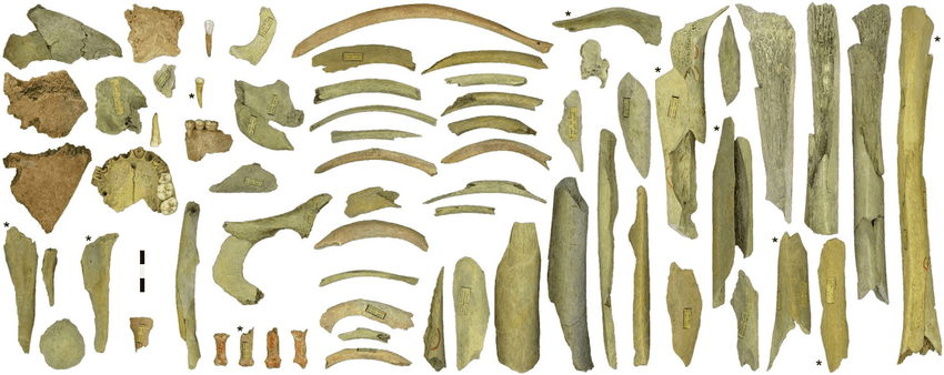 New Study Reveals Neandertals Targeted Outsider Women in Ritual Cannibalism