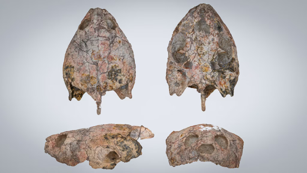 A New Miocene Turtle Named Shakiremys colombiana Reveals a Surprising Evolutionary Link in Northern South America