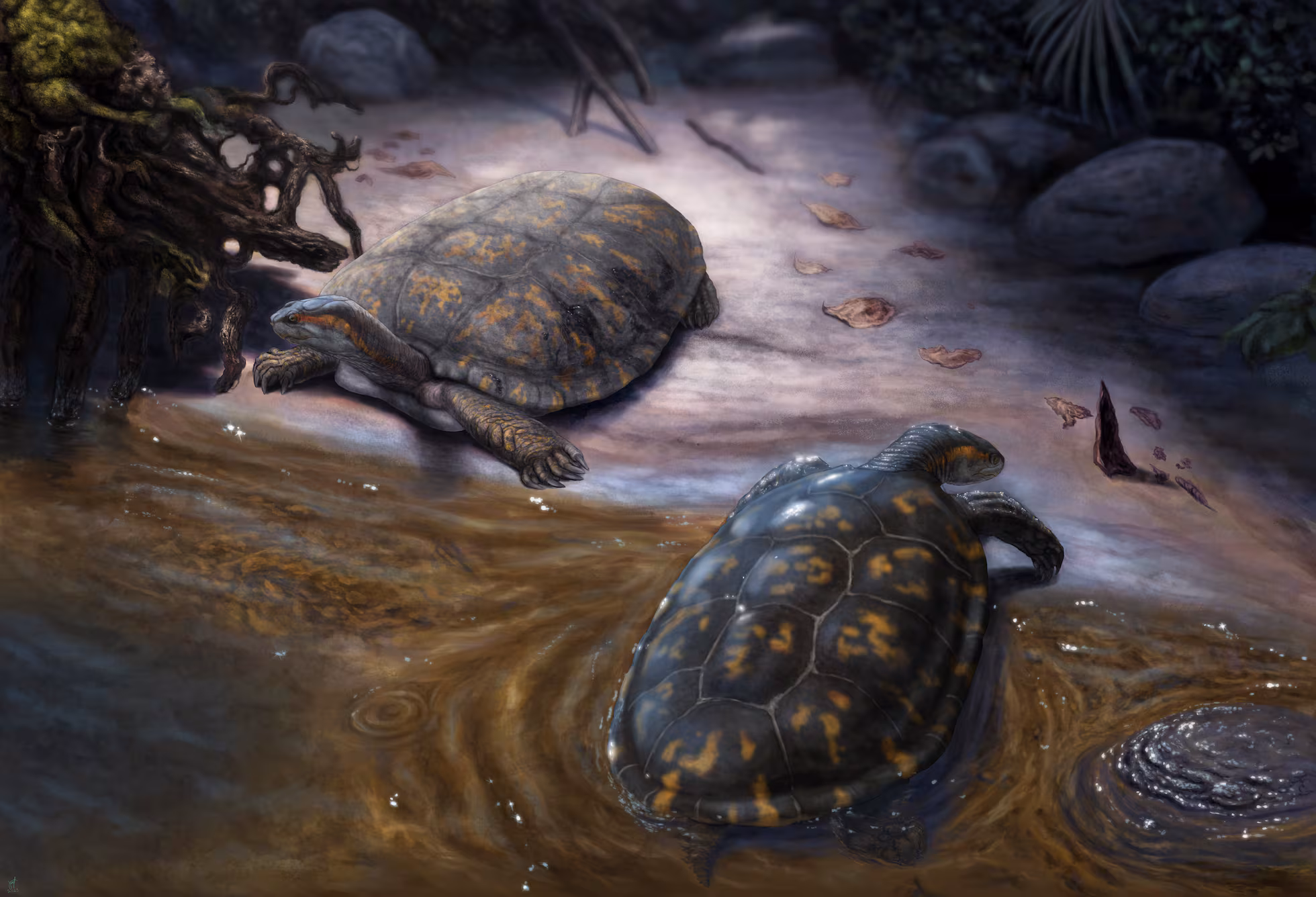 A New Miocene Turtle Named Shakiremys colombiana Reveals a Surprising Evolutionary Link in Northern South America