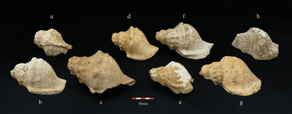 Echoes Across Neolithic Catalonia