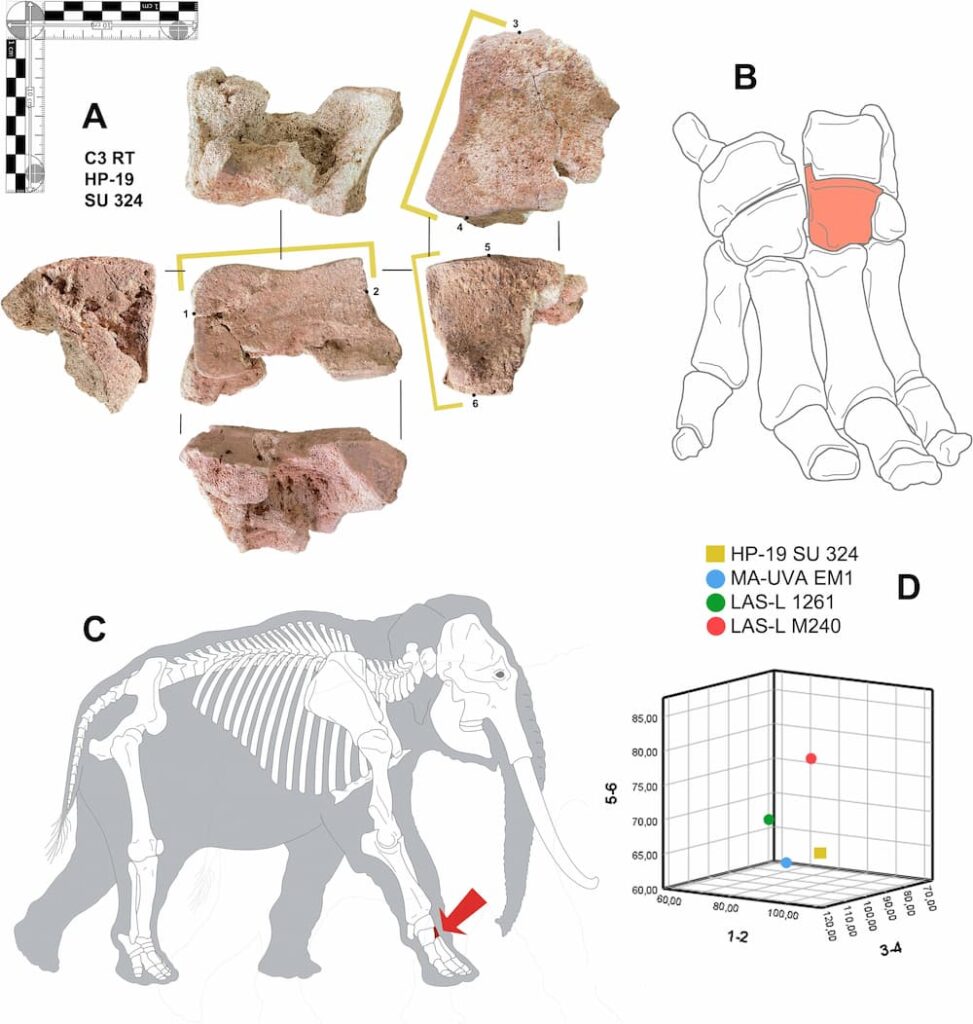 A War Elephant Bone from the Second Punic War Discovered in Córdoba ...