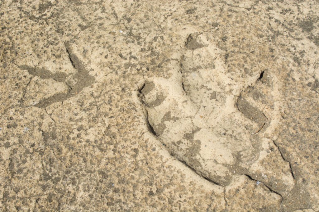 AI App Learns to Read Dinosaur Footprints—Without Knowing Their Names1