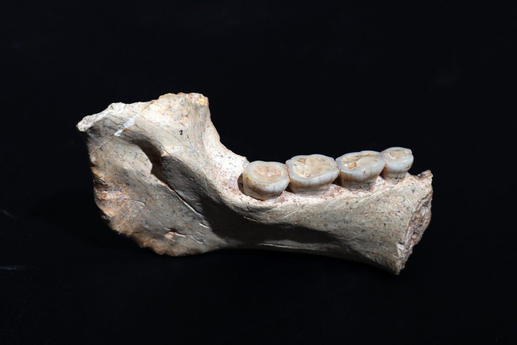 Before Homo sapiens Had a Name: 773,000-Year-Old Fossils in Morocco Redraw Humanity’s Deepest Roots