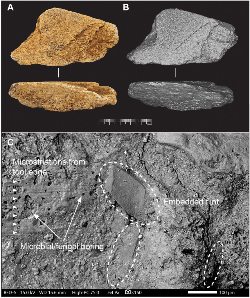 Europe’s Oldest Elephant Bone Tool Reveals Unexpected Skill Among Early Humans in Britain