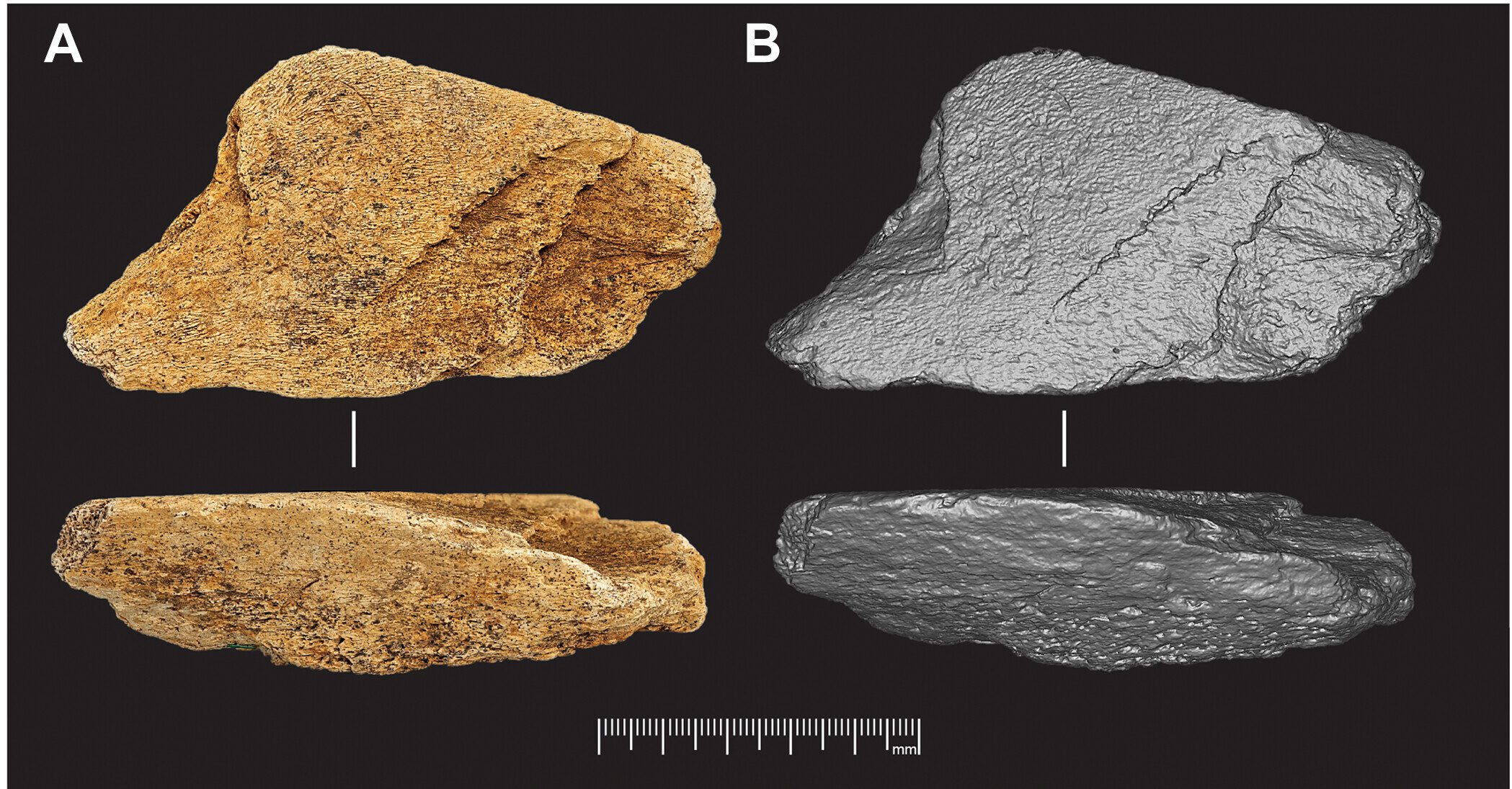 Europe’s Oldest Elephant Bone Tool Reveals Unexpected Skill Among Early Humans in Britain