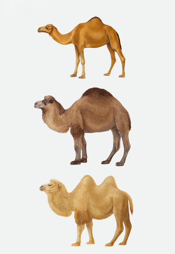 Hybrid Camels on the Rhine: Archaeologists Reveal an Unexpected Chapter of Roman Basel