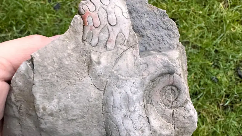 340-Million-Year-Old Sea Creatures Discovered Inside a Stone Wall in England