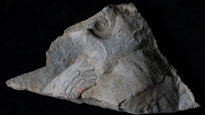 340-Million-Year-Old Sea Creatures Discovered Inside a Stone Wall in England
