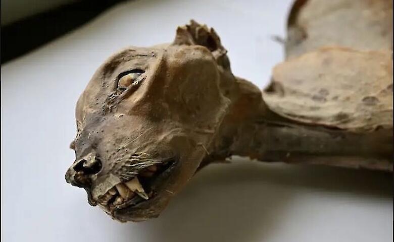 Mummified Cheetahs Found in Saudi Arabian Caves Reveal a Lost Predator Landscape