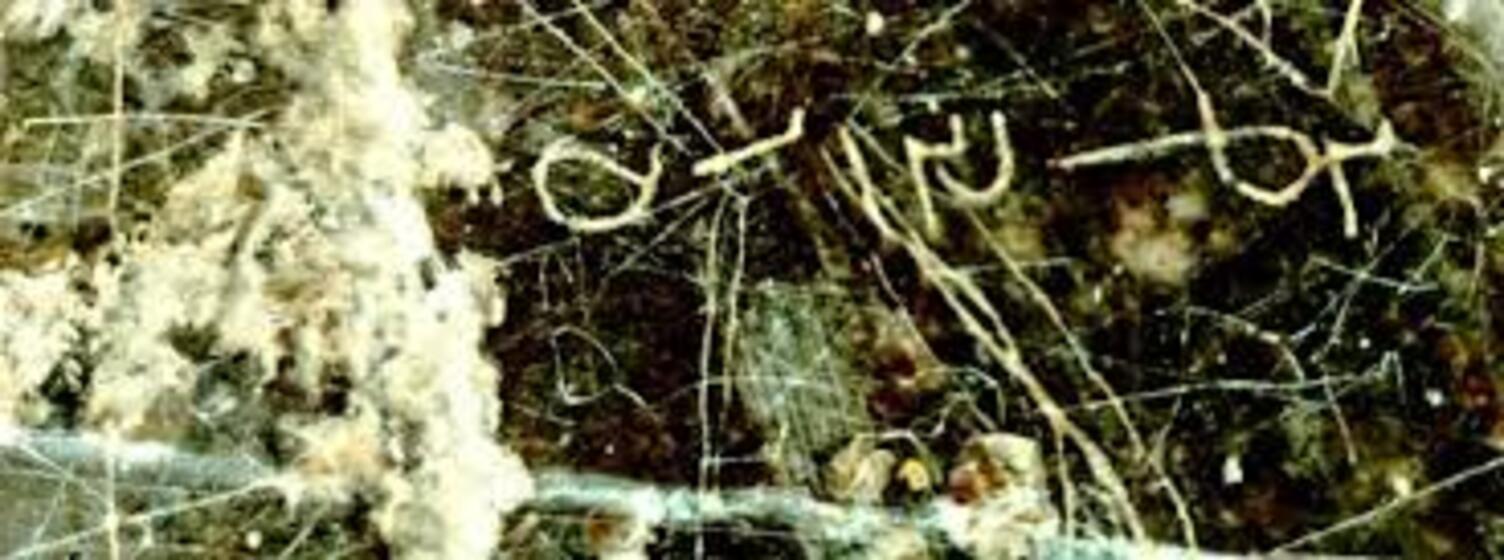 Sassanid-Era Rock Inscription Discovered in Iran Reveals Royal Festival Calendar