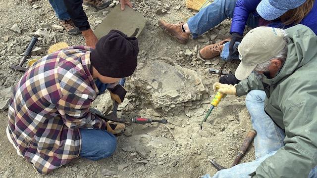 48-Million-Year-Old Turtle Fossil