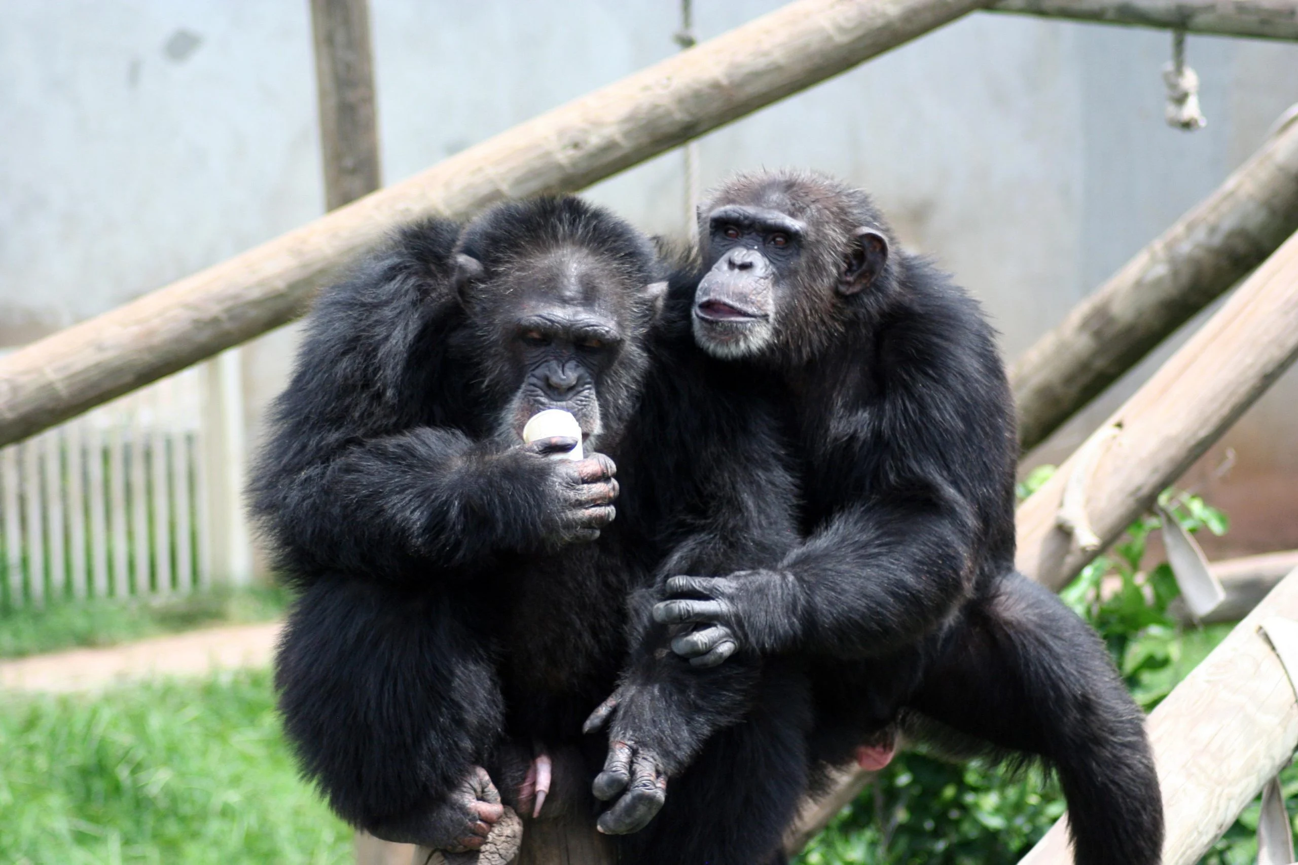 A Primate Study Suggests the Roots of Language Date Back 40 Million Years