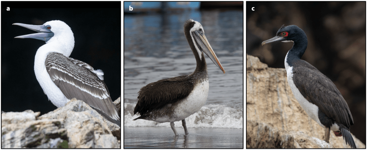 Seabird Guano Fueled the Rise of the Chincha Kingdom, New Isotopic Study Reveals