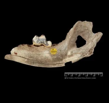 16,000-Year-Old DNA Reveals When Dogs Stopped Being Wolves—and Started Living With Us