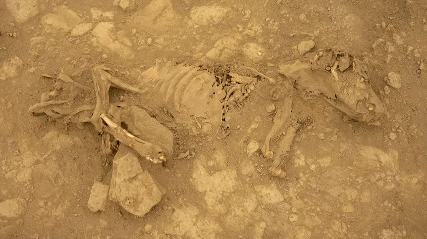 1,300-Year-Old Peruvian Hairless Dogs Found in Wari Tombs Were Fed Like Children