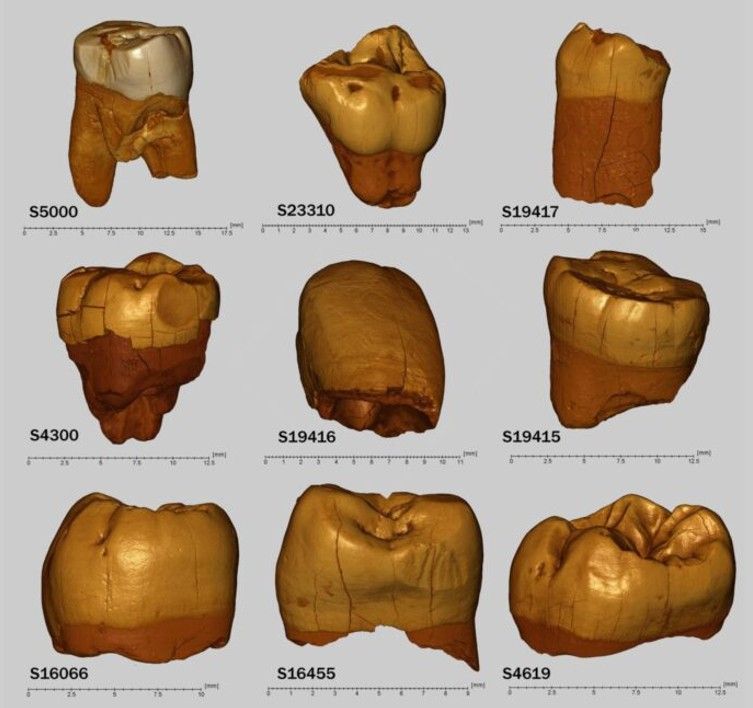 100,000-Year-Old Teeth from a Polish Cave Reveal Central Europe’s Oldest Neanderthal Genetic Group