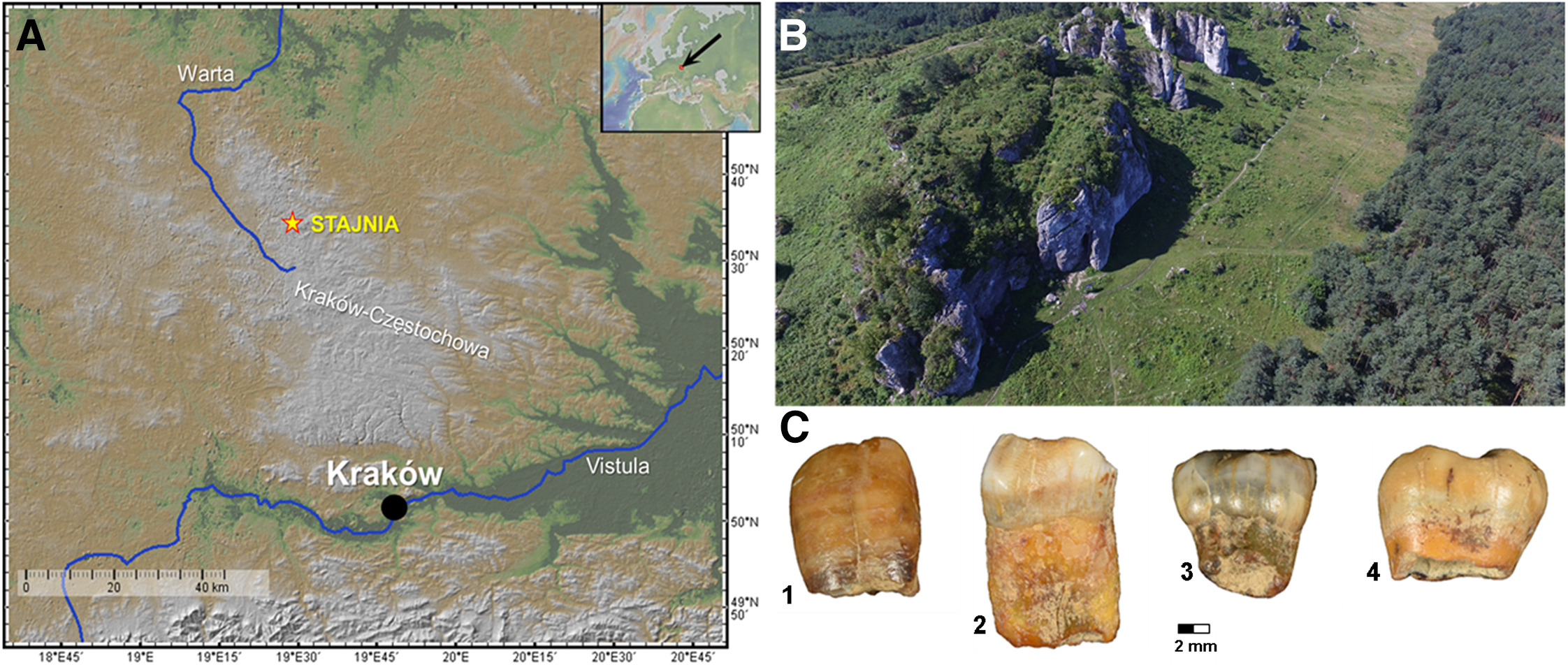 100,000-Year-Old Teeth from a Polish Cave Reveal Central Europe’s Oldest Neanderthal Genetic Group