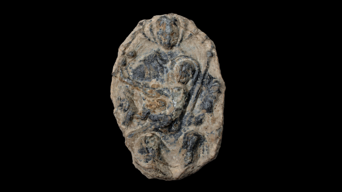 A Tiny Badge Lost in a Finnish Field Belongs to One of the Rarest Medieval Pilgrimage Finds