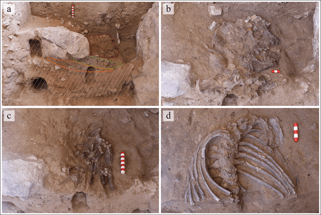 Scientists Reassemble 75,000-Year-Old Neanderthal Skull Crushed Flat in Shanidar Cave